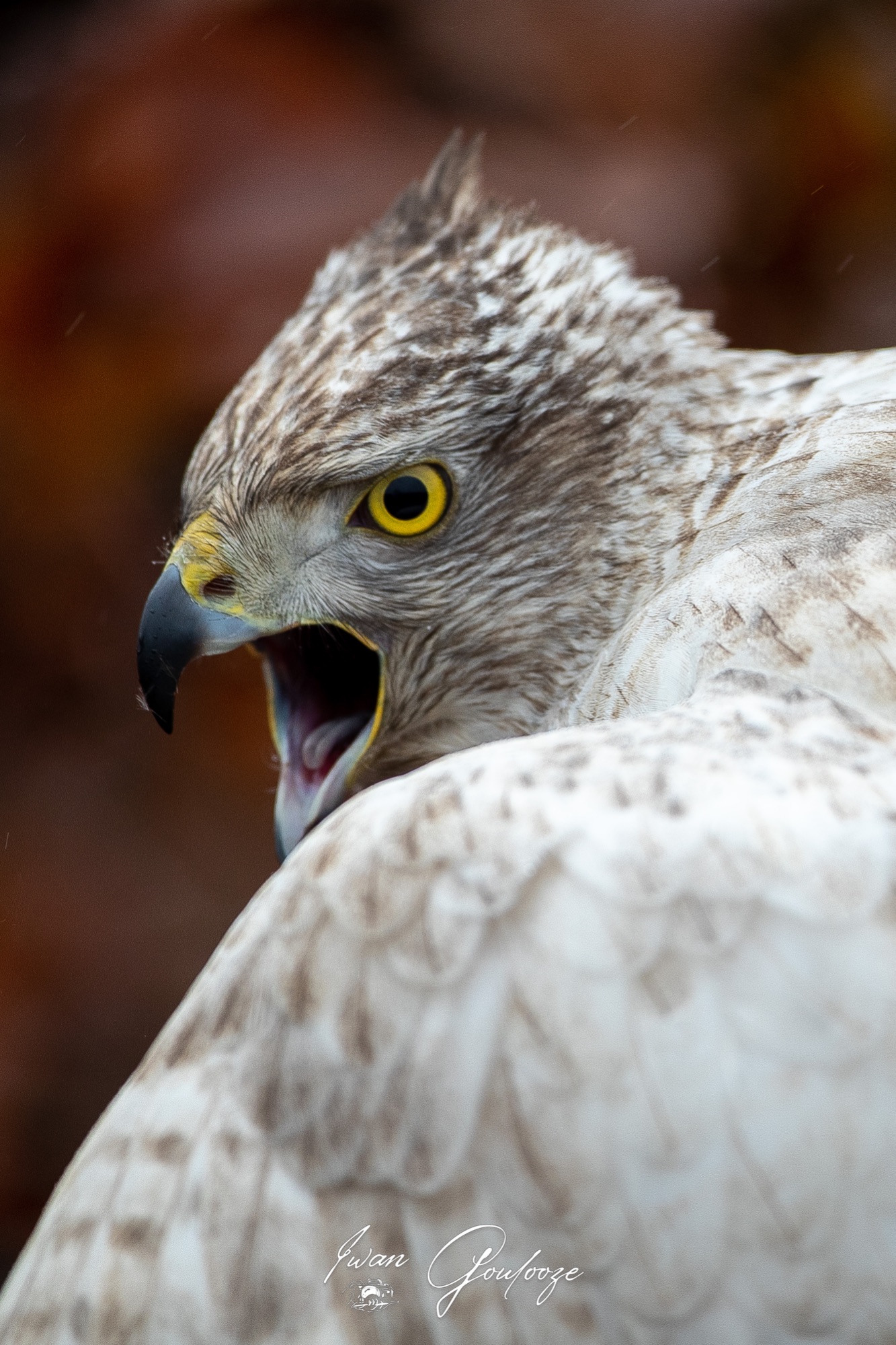 1DX45889 12 december 2021 1159 52